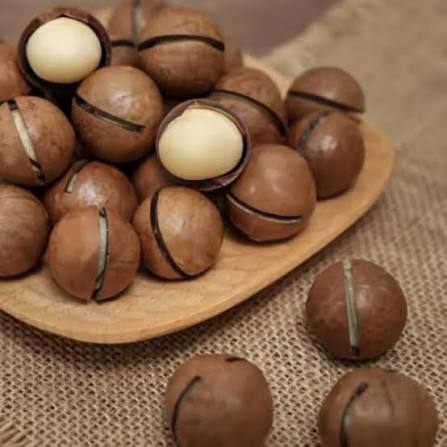 Macadamia Plants — Browse 2 varieties
